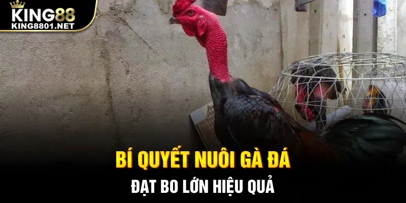 Bí quyết nuôi gà đá đạt bo lớn hiệu quả