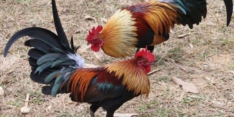 Những ưu điểm nổi bật khi lựa chọn tham gia hình thức đá gà tre tại King88 Những ưu điểm nổi bật khi lựa chọn tham gia hình thức đá gà tre tại King88